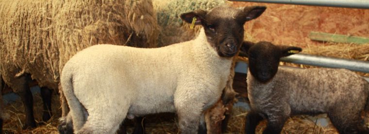 mouton shropshire à vendre