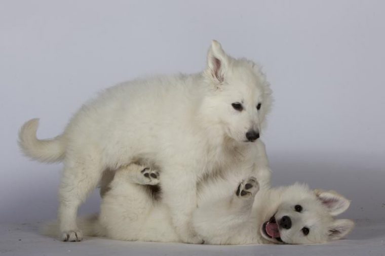 berger blanc suisse chiot à donner