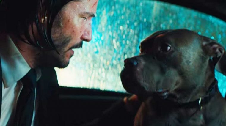 chien de john wick