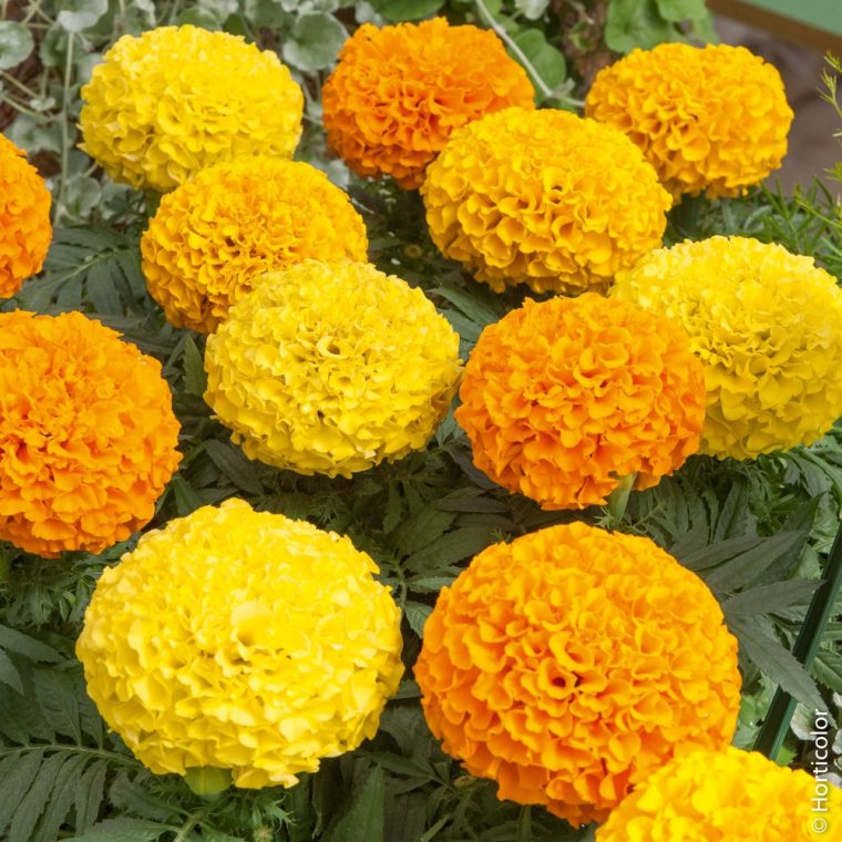 rose poivrée en inde