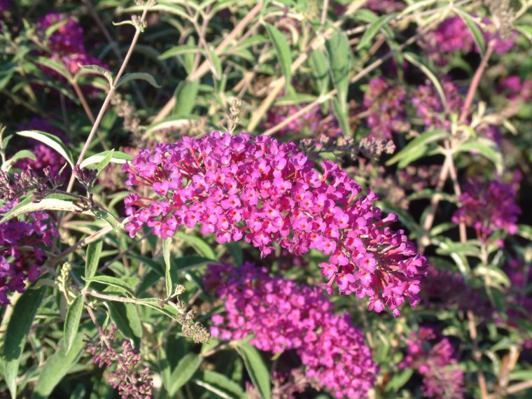arbre aux papillons 8 lettres
