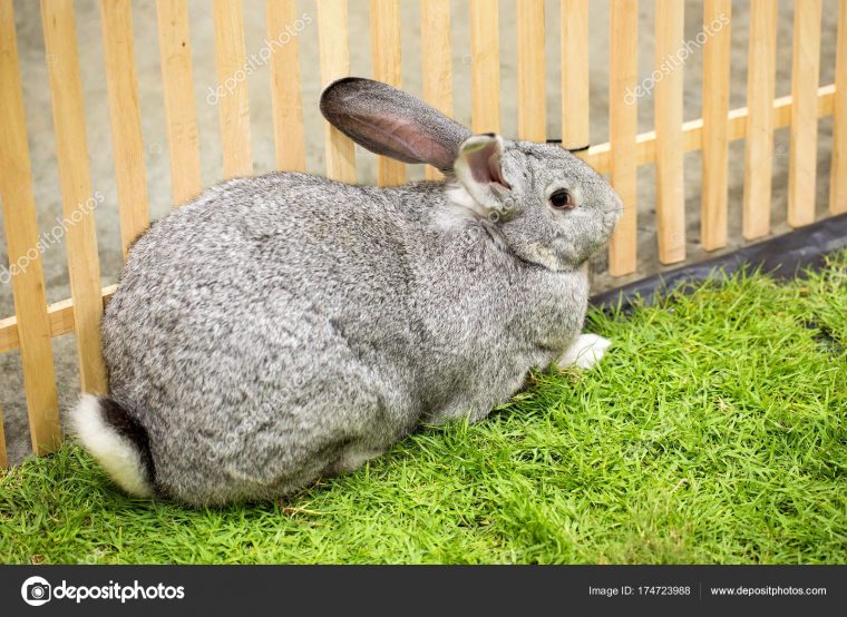 race de lapin fermier