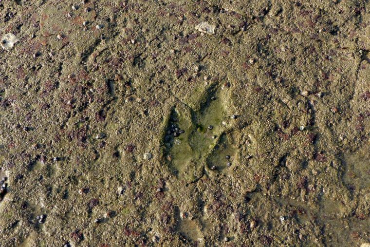 empreinte dinosaure plage du veillon
