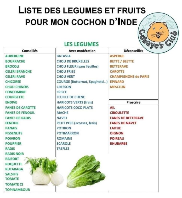 liste aliments cochon d inde