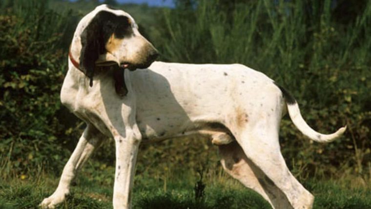 chien gascon saintongeois à vendre