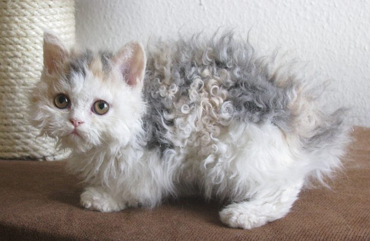 selkirk rex à vendre