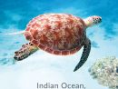 Calaméo - Indian Ocean, Persian Gulf &amp; Polynesia 2020-21 ... à Piscine Zodiac Occasion