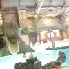 Davy Crockett Ranch Swimming Pool Disneyland - avec Piscine Davy Crockett
