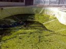Eau De Piscine Verte Cause Et Traitement Vendée - serapportantà Algues Vertes Piscine