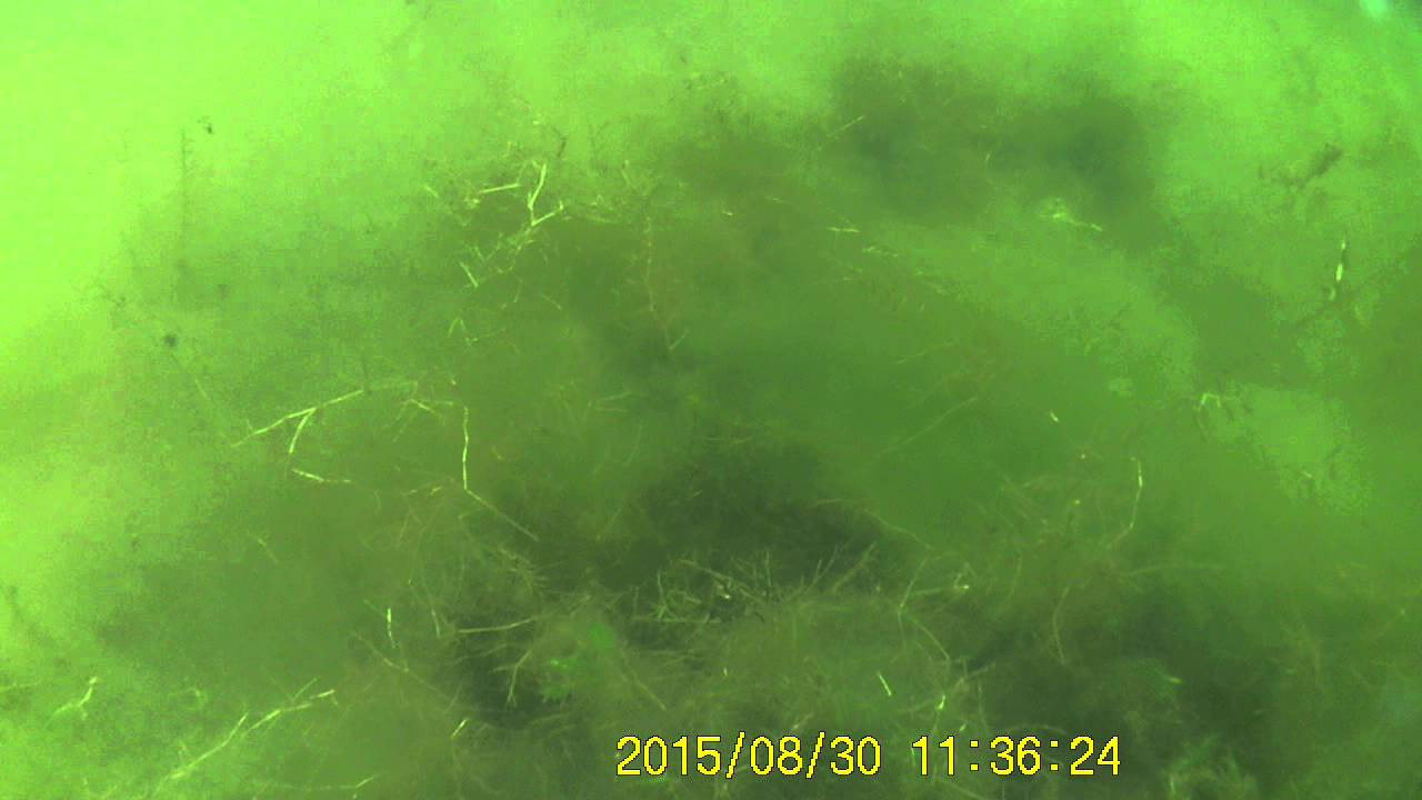 Fond Du Lac : Algues Vertes Filamenteuses - intérieur Algues Vertes Piscine