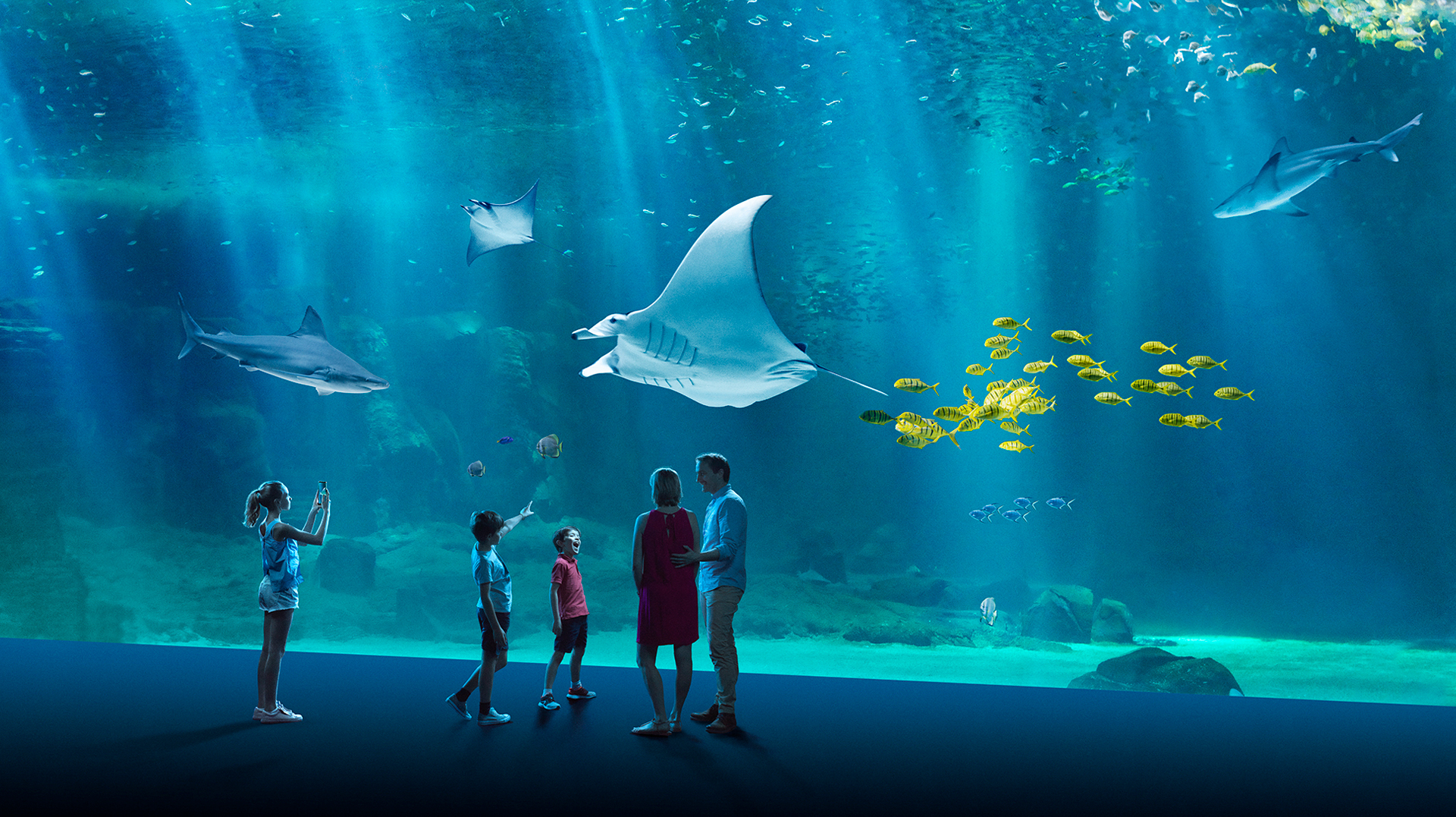 Le Plus Grand Aquarium D'europe : Nausicaá, À Boulogne-Sur-Mer encequiconcerne Piscine Arras Aquarena