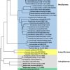 Metabarcoding Analysis Of The Stomach Contents Of The ... dedans Taxe Piscine 2017