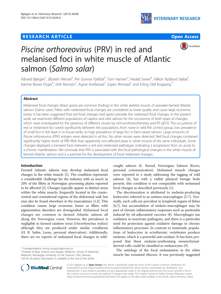 Pdf) Piscine Orthoreovirus (Prv) In Red And Melanised Foci ... encequiconcerne Piscine Cus