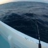 Pêche En Mer Au Thon Noir - serapportantà Piscine Cabesto