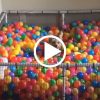 This Dog Really Loves Balls | Ball Pit For Dogs, Pit Dog ... encequiconcerne Piscine A Balle Toysrus