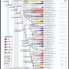 Time-Calibrated Fish Tree Of Life With Collapsed Clades That ... à Taxe Piscine 2017