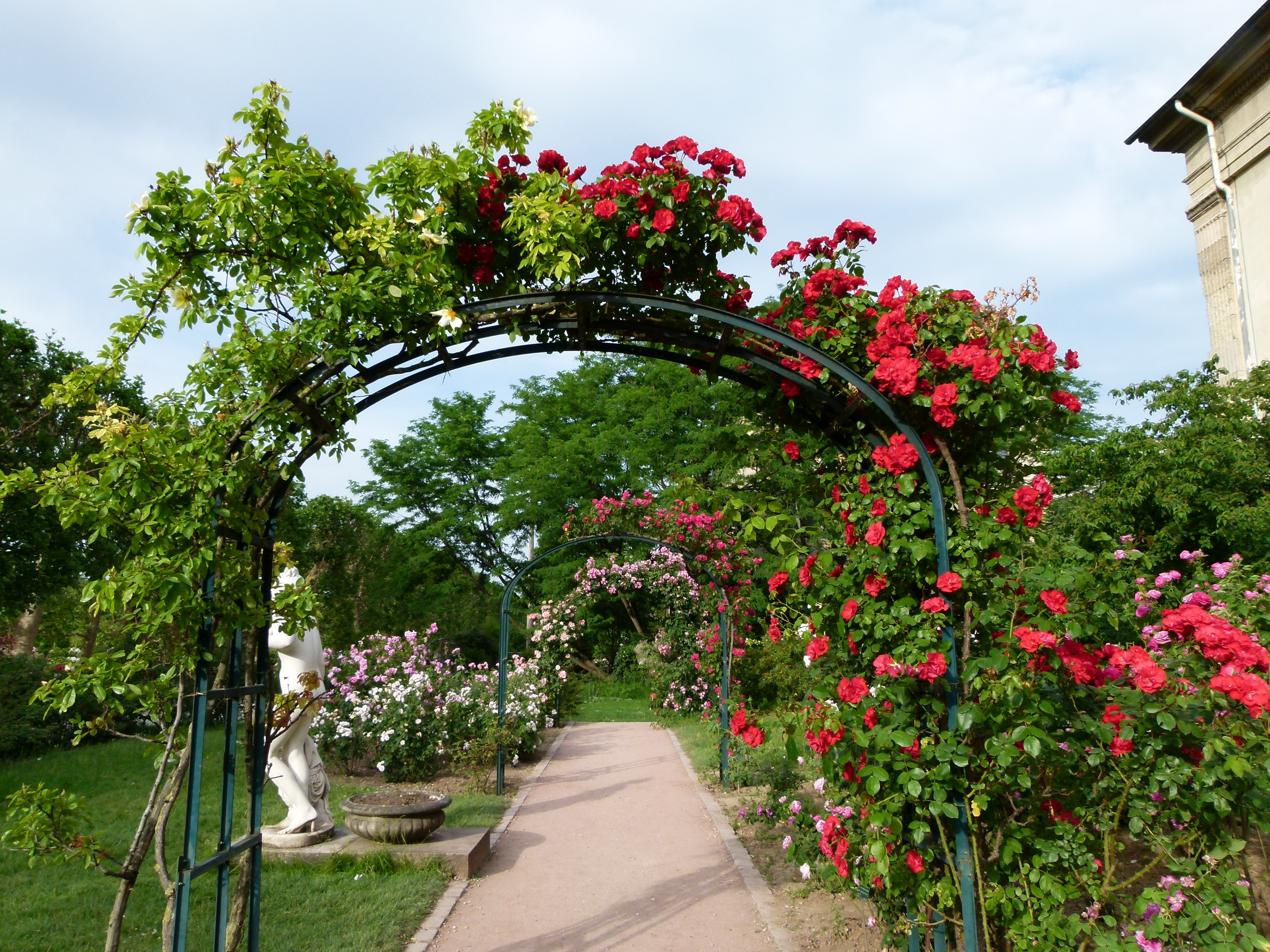 File:allée De Roses Jardin Des Plantes.jpg - Wikimedia Commons tout Allee De Jardin
