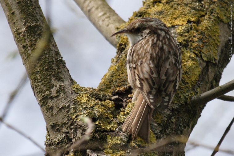 grimpereau des jardins chant