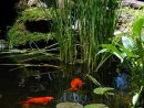 27 Idéés Pour Le Bassin De Jardin Préformé , Hors Sol ... dedans Plante Bassin De Jardin