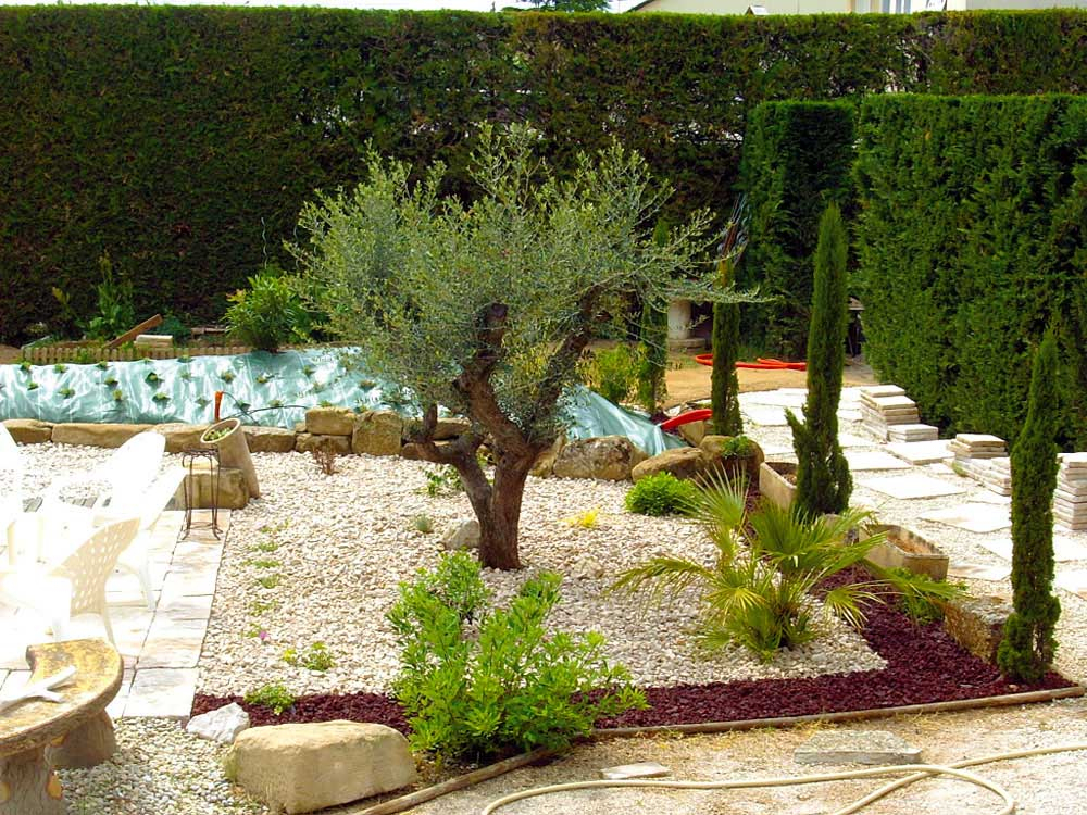 Amenagement Jardin Avec Un Olivier - Le Spécialiste De La ... destiné Creer Un Jardin Paysager