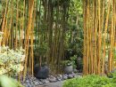 Aménager Un Jardin Japonais Chez Soi | Jardin Japonais ... pour Amenagement Jardin Zen