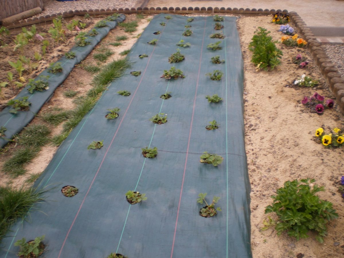 geotextile pour jardin potager