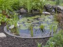 Comment Aménager Un Bassin De Jardin | Guide Complet intérieur Plante Bassin De Jardin