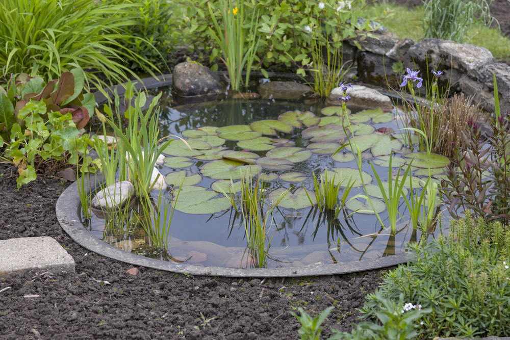 Comment Aménager Un Bassin De Jardin | Guide Complet intérieur Plante Bassin De Jardin