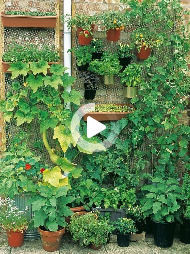 Épinglé Par Ana Sur Jardin Vertical En 2020 | Petit ... avec Petit Jardin Potager