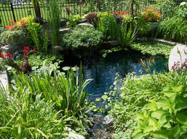 Épinglé Sur Jardin Japonais tout Plante Bassin De Jardin