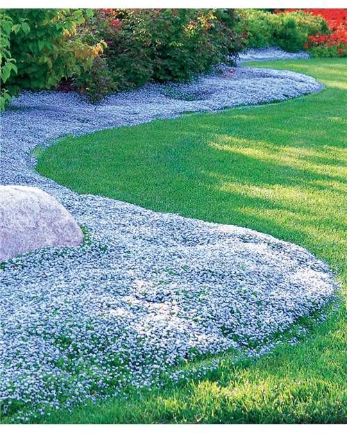 Isotoma Fluviatilis | Plante Couvre Sol À Étoiles Bleues ... pour Jardin Japonais Plantes Couvre Sol