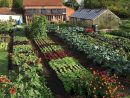 Légumes Préférés Et Les Idées De Jardin De Légumes Plans ... encequiconcerne Conception De Jardins