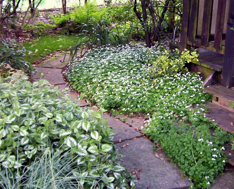 Nos Plantes Couvre-Sol En Terrain Argileux (Avec Images ... concernant Jardin Japonais Plantes Couvre Sol