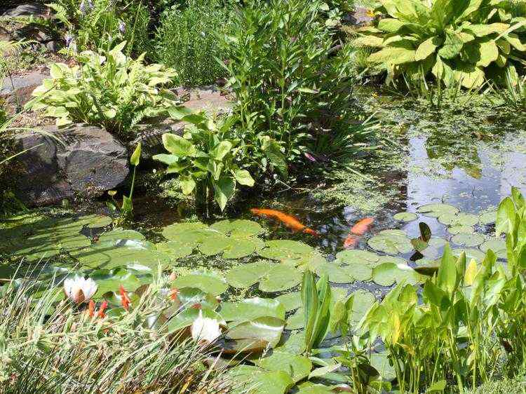 Plante De Bassin: 19 Idées Pour Décorer Votre Petite Oasis! à Plante Bassin De Jardin