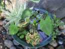 Plante De Bassin: 19 Idées Pour Décorer Votre Petite Oasis! avec Plante Bassin De Jardin