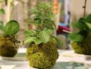 Kokedama : Mode D'Emploi De Cet Art Floral Japonais | Jardin Zen ... serapportantà Le Jardin Zen De Catherine