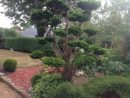 Taille Japonaise, En Nuage Ou Niwaki | Jardin Japonais, Jardins, Nuage pour Le Jardin Zen De Catherine