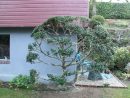 Taille Japonaise, En Nuage Ou Niwaki - Rarzen Jardin Atelier | Jardin ... avec Le Jardin Zen De Catherine