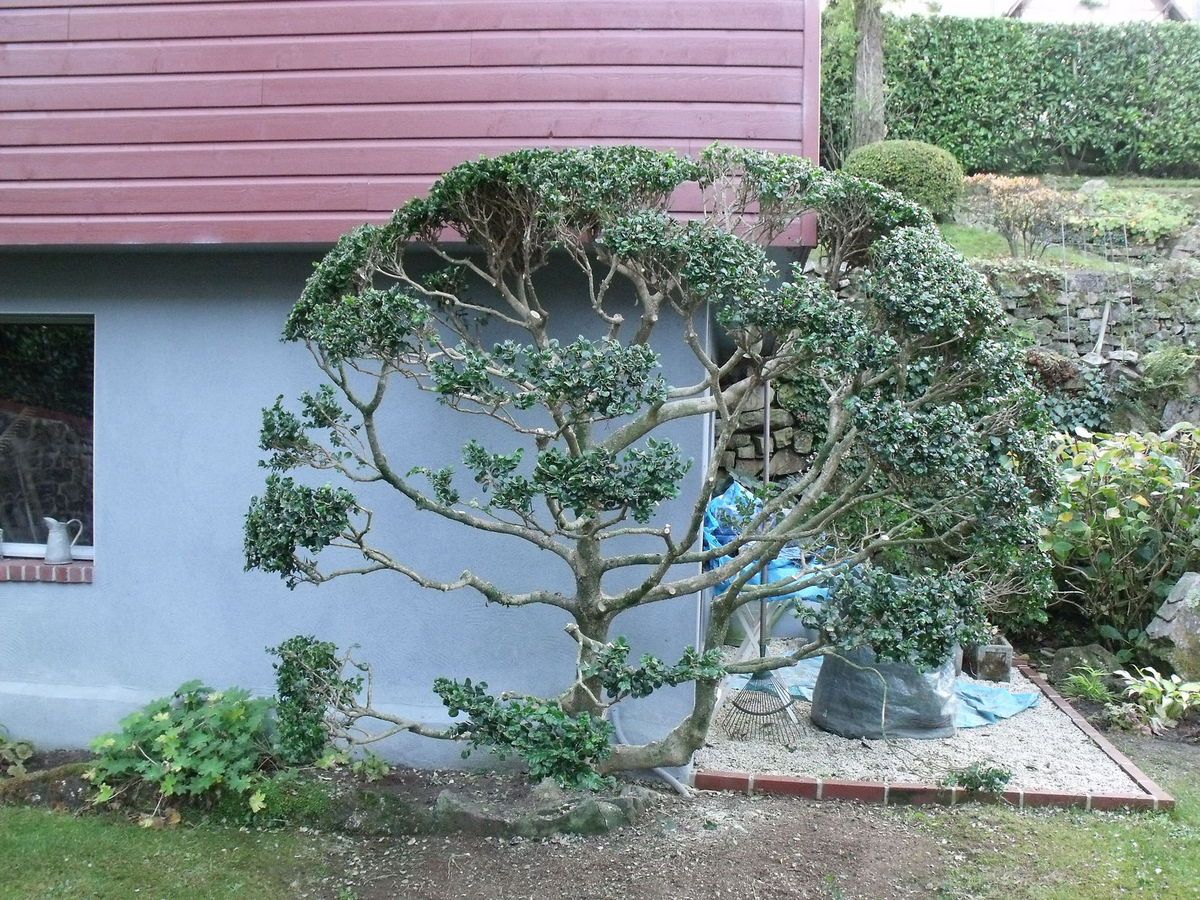 Taille Japonaise, En Nuage Ou Niwaki - Rarzen Jardin Atelier | Jardin ... avec Le Jardin Zen De Catherine