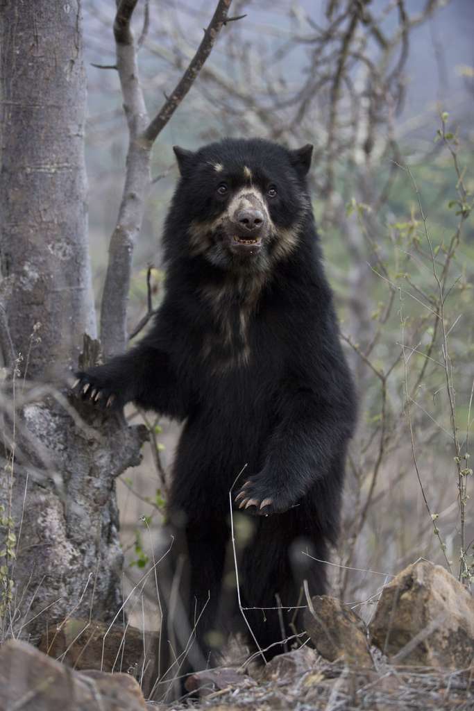 l ours à lunettes