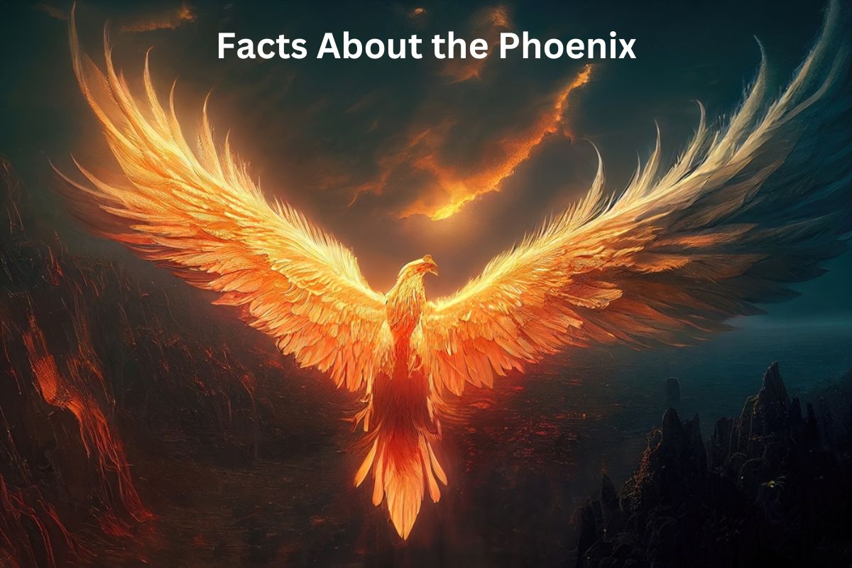  10 Facts About the Phoenix - Have Fun With History Bildidee 